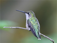 Hummingbird